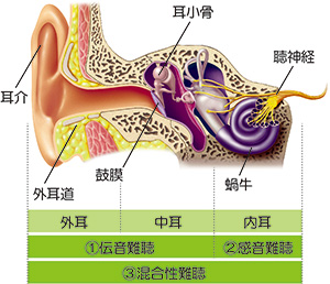 耳の構造図
